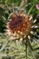 In the focus fresher flower thistle on a high solid cut