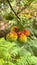 A focus on fruits Arbutus Unedo in a tree