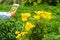 Focus on the hand of the farmers man using the tablet take a picture Yellow flower.