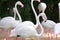 Focus in head of Flamingo birds