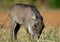 Focus of head of a young Warthog