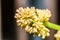 Focus little Field of Cape of Good Hope, Dracaena, Dracaena frag