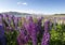 Focus locked on colorful lupines