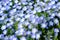 Focus Nemophila garden, Nemophila full bloom in blue purple in Hitachi seaside park in spring season, Hill of Nemophila flowers, B