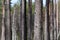 Focus on one pine tree trunk amongst many tree stems