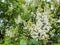 Focus photos is right on the photo on a branch of white lilac. Wildlife Beauty Concept.