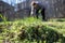 Focus on a pile of uprooted weeds in the garden where organic vegetables are grown. Behind is a senior woman hoeing organic