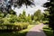 Focus of pine trees near bushes and walkway