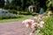 Focus of pink blooming hydrangeas near walkway in park