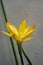 Focus on Pollen of Rain Lily yellow color with 2 layer petals that is blooming under the morning light