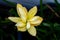 Focus on Pollen of Rain Lily yellow color with 2 layer petals that is blooming under the morning light