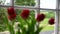 FOCUS PULL through windows panes from green landscape scene to red tulips in the foreground