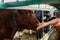 Focus of rancher touching brown cow