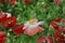 Focus on a red and pink poppy Papaveroideae with a flowerbed of poppies