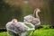 Focus on relaxed wild birds nipping  on a leg