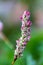 Focus shot of a single Pennsylvania smartweed flower with a soft, blurred green background