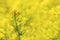 Focus on a single rapeseed flower in a field full of the yellow spring crop.