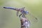 Focus Stacked Close-up Image of a Blue Dasher Dragonfly