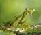 A Focus Stacked Close-up Image of a Carolina Praying Mantis Perched on Lichen Covered Branches