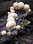 Focus Stacked Closeup Image of Mushrooms and a Snail on Rotting Dead Tree