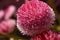 Focus Stacked flower center, pink and purple, super macro closeup texture and pattern