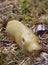 Focus Stacked Image of a Banana Slug