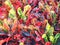 Focus Stacked Image of Colorful Crotons in a Florida Landscape