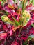 Focus Stacked Image of Colorful Red, Yellow, Green Crotons