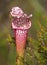 Focus Stacked Image of a Crimson Pitcher Plant