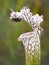 Focus Stacked Image of a Crimson Pitcher Plant with a Fly