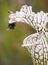 Focus Stacked Image of a Crimson Pitcher Plant with a Fly