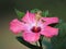 Focus Stacked Image of a Dark Pink Hibiscus and Honey Bee with a Dark Green Blurred Background