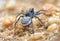 Focus Stacked Image of a Female Spider with Egg Sack Walking Away