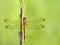 Focus Stacked Image of a Golden-Winged Skimmer Dragonfly