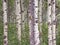 Focus Stacked Image of a Grove of Aspen Trees In Waterton Nation