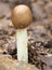 Focus Stacked Image of an Immature Death Cap Mushroom, Amanita phalloides, Growing in the Georgia Woods