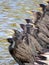 Focus Stacked Image of a Line of Double-Crested Cormorant Resting on the Lake Shoreline