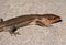 Focus Stacked Image of Male Broadhead Skink