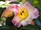 Focus Stacked Image Of Pink and White Camellia with Honey Bee