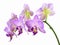 Focus Stacked Image of Purple and White Orchids Isolated on Whit