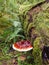 Focus Stacked Image of Shelf Mushroom on a Mossy Fallen Tree