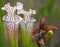 Focus Stacked Image of Two Crimson Pitcher Plants with Blossom