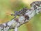 A Focus Stacked Image of a Wheel Bug, Arilus Cristatus, Isolated on Black