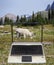 Focus Stacked Image of a White Mountain Goat Grazing Among The Wild Flowers and Computer Concept