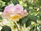 Focus Stacked Image of White and Pink Camelia on the Bush