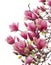 Focus Stacked Photo of Pink Tulip Tree Isolated on White