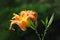 Focus Stacked Sunlit Tiger Lily on a Dark Background