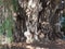 Focus on stoutest trunk of the world of big Montezuma cypress tree at Santa Maria del Tule city in Mexico