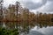 Focus on thin curved twigs on background of blurred reflection of tree trunk in grey water of pond. Autumn landscape with lake