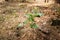 Focus On Vernal Sprout Of Wild Raspberries, Pushing Through Layer